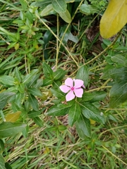 Catharanthus roseus