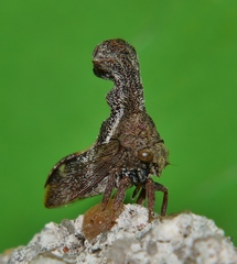 Eutryonia monstrifera