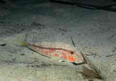 Mullus barbatus