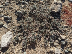 Dalea mollissima