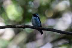 Ficedula westermanni