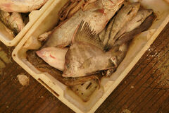 Sailfin Armourhead photo 3