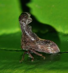 Eutryonia monstrifera