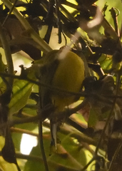 Phyllomyias nigrocapillus