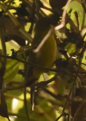 Phyllomyias nigrocapillus