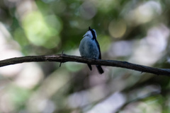 Ficedula westermanni