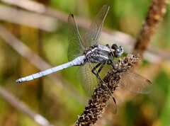 Orthetrum caffrum