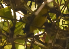 Phyllomyias nigrocapillus