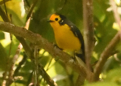 Myioborus ornatus