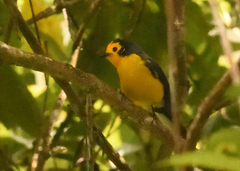 Myioborus ornatus
