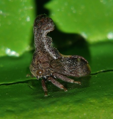 Eutryonia monstrifera