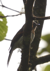 Ochthoeca rufipectoralis