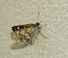 Ernsta colotes transvaaliae