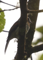 Ochthoeca rufipectoralis