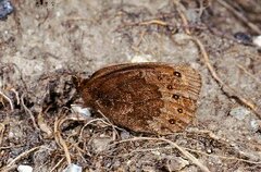 Erebia triarius