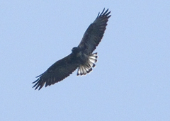 Geranoaetus polyosoma