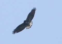 Geranoaetus polyosoma