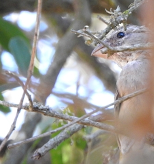 Crithagra albogularis