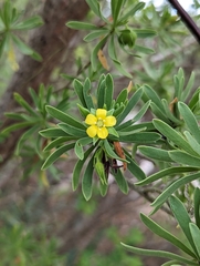 Suriana maritima