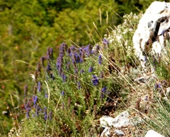 Lavandula stoechas