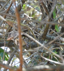 Crithagra albogularis