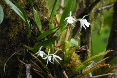 Trichopilia fragrans