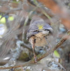 Crithagra albogularis