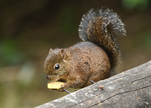 Western Dwarf Squirrel