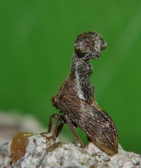 Eutryonia monstrifera