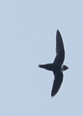 Streptoprocne zonaris