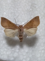 Xanthia ocellaris