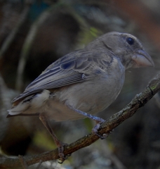 Crithagra albogularis