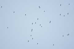 Streptoprocne zonaris