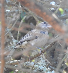 Crithagra albogularis