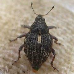 Rhinoncus pericarpius