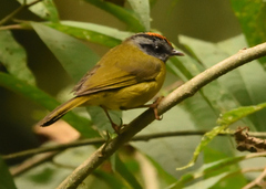 Myiothlypis coronata
