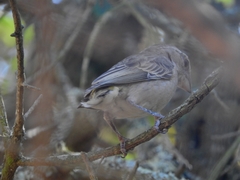 Crithagra albogularis