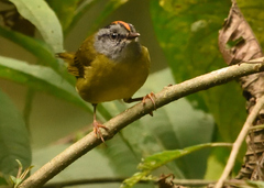 Myiothlypis coronata