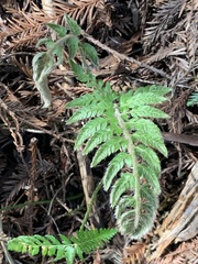 Polystichum dudleyi