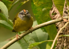 Myiothlypis coronata