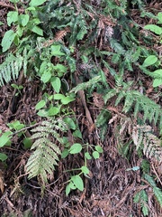 Polystichum dudleyi