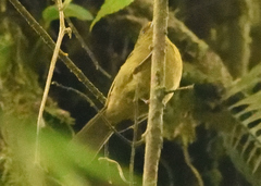 Sphenopsis frontalis