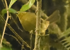 Sphenopsis frontalis