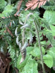 Polystichum dudleyi