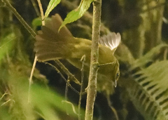 Sphenopsis frontalis