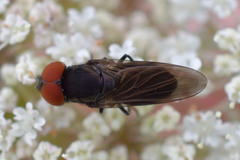 Chrysogaster solstitialis