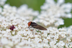 Chrysogaster solstitialis