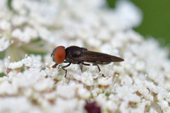 Chrysogaster solstitialis