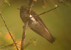 Boissonneaua flavescens