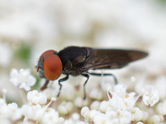 Chrysogaster solstitialis